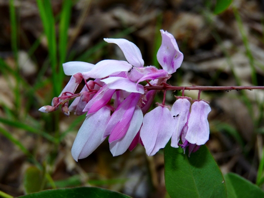 {Indigofera decora}